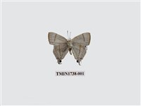 藏品(白腹青灰蝶)的圖片